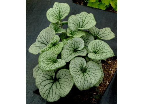 gallery image of Brunnera Alchemy Pewter
