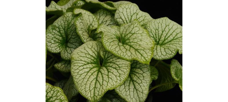 product image for Brunnera Alchemy Pewter