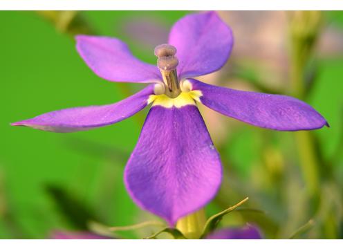 gallery image of Isotoma Glowing Violet