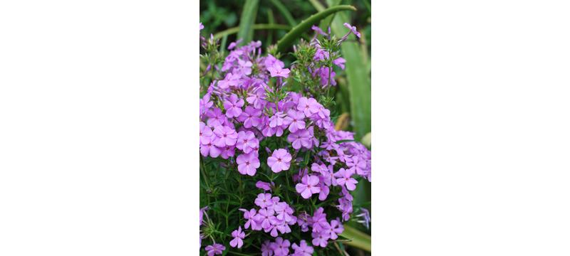 product image for Phlox Minnie Pink