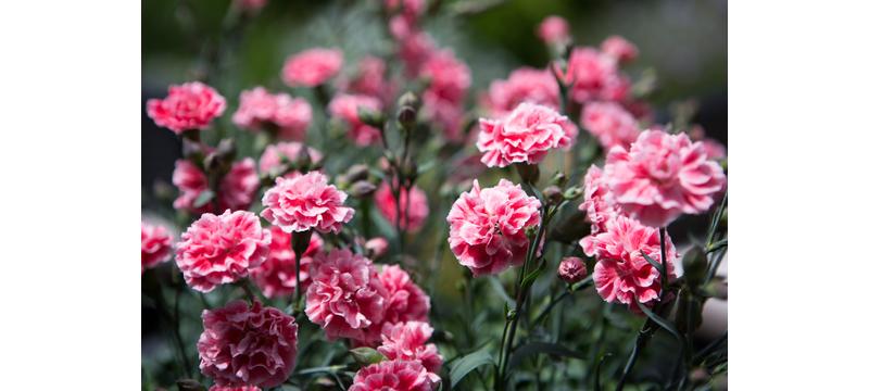 product image for Dianthus Sugar Plum coral