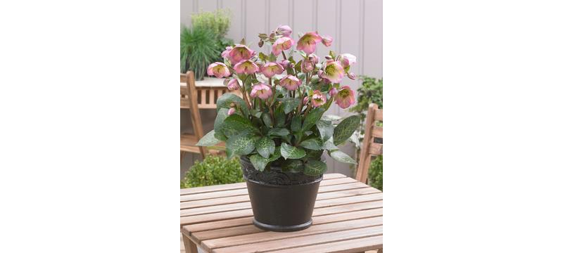 product image for Hellebore Hannahs Blush