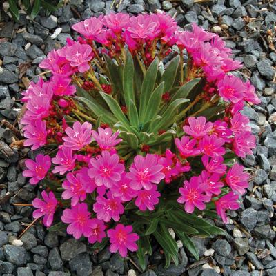 image of Lewisia Constant Comment