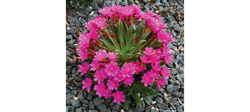 product image for Lewisia Constant Comment