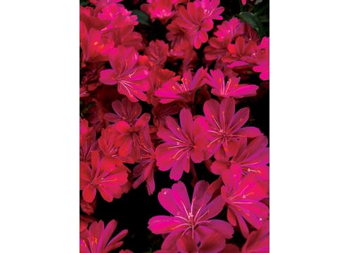 gallery image of Lewisia Constant Comment
