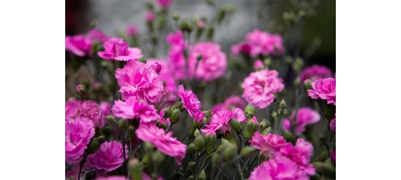 product image for Dianthus Candy Floss Mauve