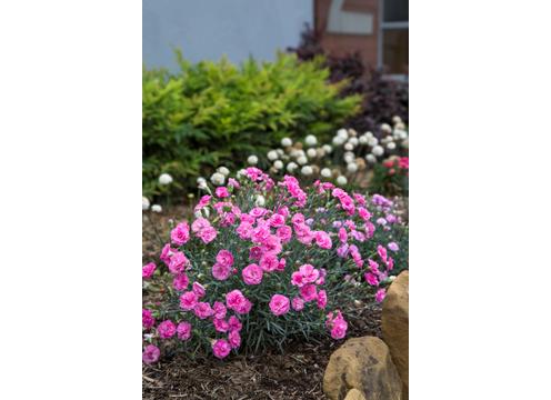 gallery image of Dianthus Candy Floss Mauve