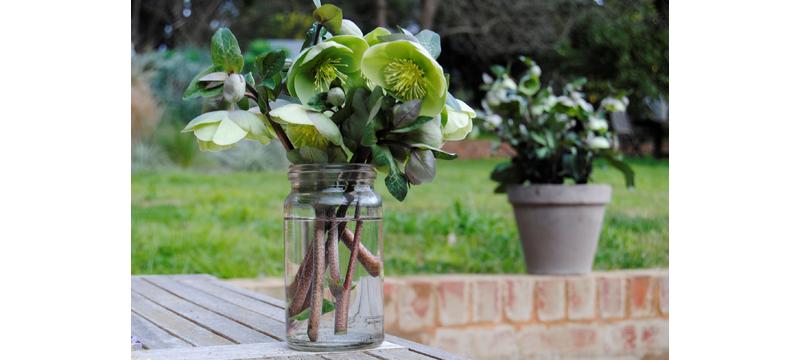 product image for Hellebore Illumi Lime