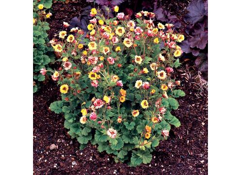 gallery image of Geum Tempo Yellow