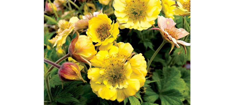 product image for Geum Tempo Yellow