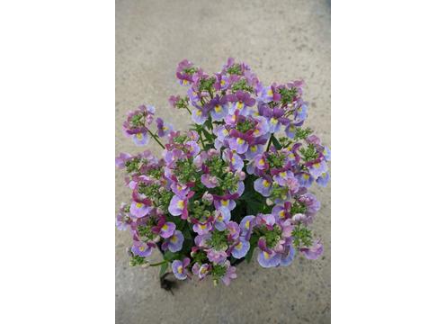 gallery image of Nemesia Lilac Queen