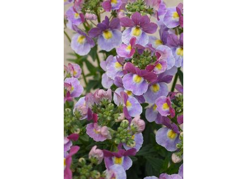 gallery image of Nemesia Lilac Queen