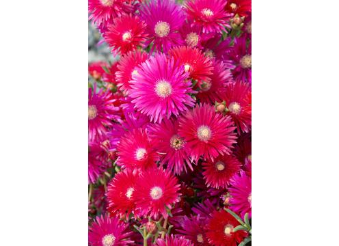 gallery image of Lampranthus Raspberry Explosion