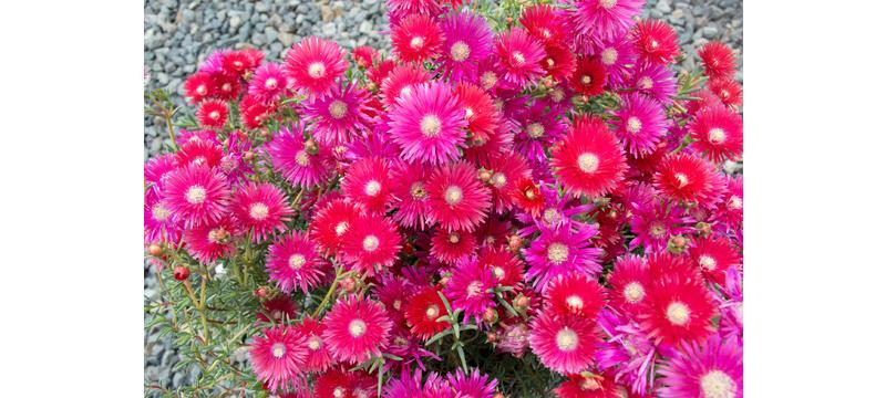 product image for Lampranthus Raspberry Explosion