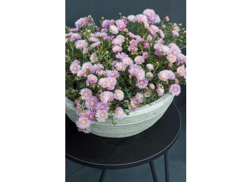 gallery image of Lampranthus Mauve Explosion