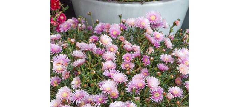 product image for Lampranthus Mauve Explosion