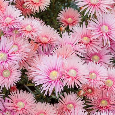 image of Lampranthus Coral Explosion