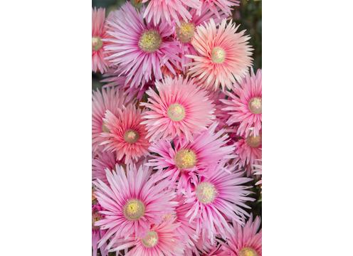 gallery image of Lampranthus Coral Explosion