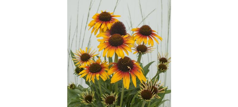 product image for Echinacea Parrot