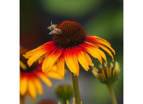 gallery image of Echinacea Parrot