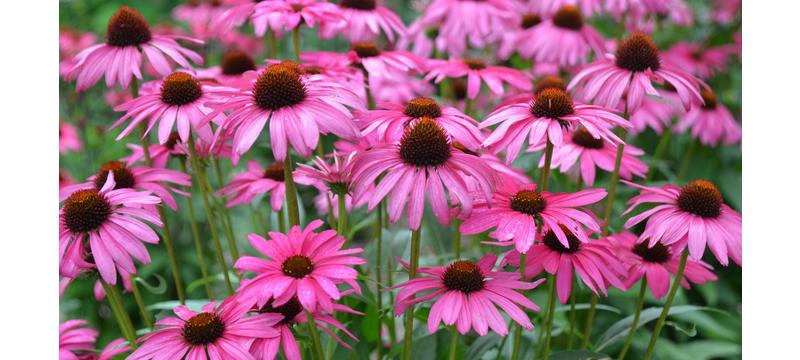 product image for Echinacea Purple Emperor
