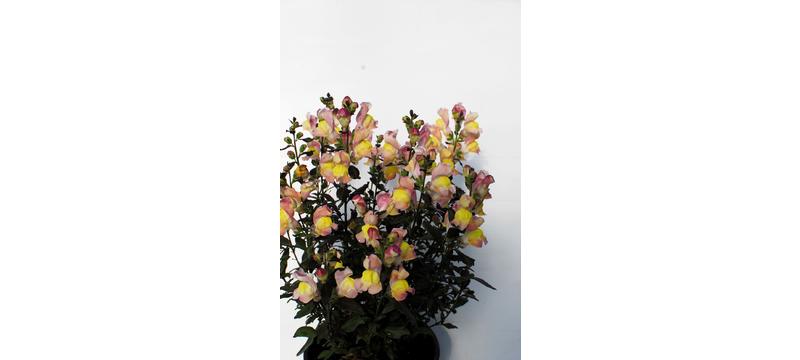 product image for Antirrhinum Snap in Black Apricot