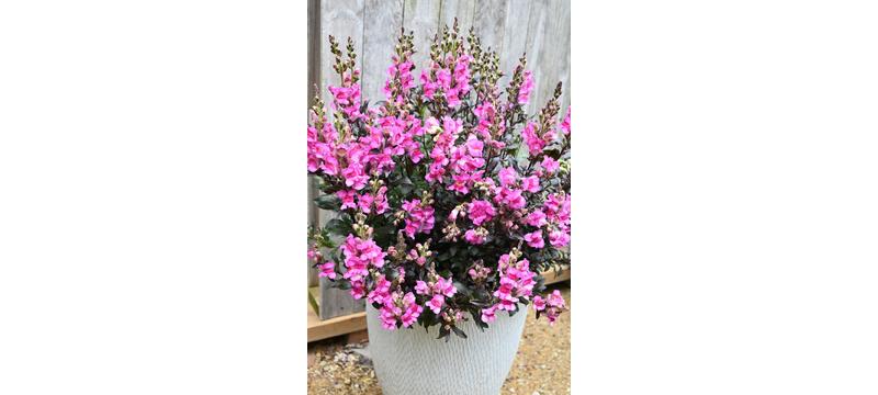 product image for Antirrhinum Snap in Black Hot Pink