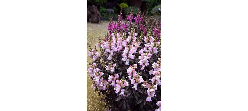 product image for Antirrhinum Snap in Black Pale Pink